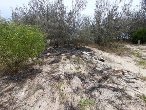 Image of burnt bushland at Double Island Point which was seconds away from escalating