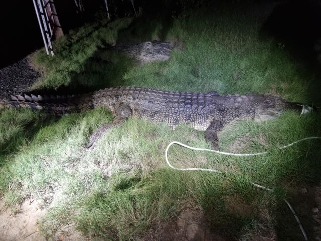 Photo of the crocodile which was humanely euthanised after posing an unacceptable risk to the public.