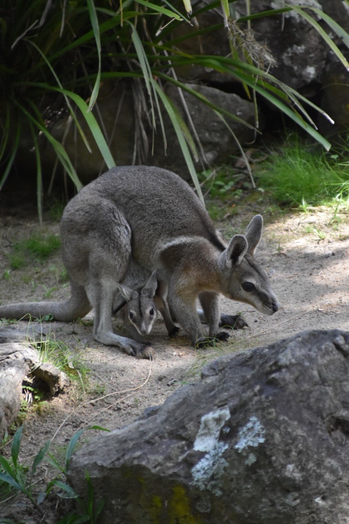 Bridled nailtail wallabies are endangered and were thought to be extinct for more than 30 years.