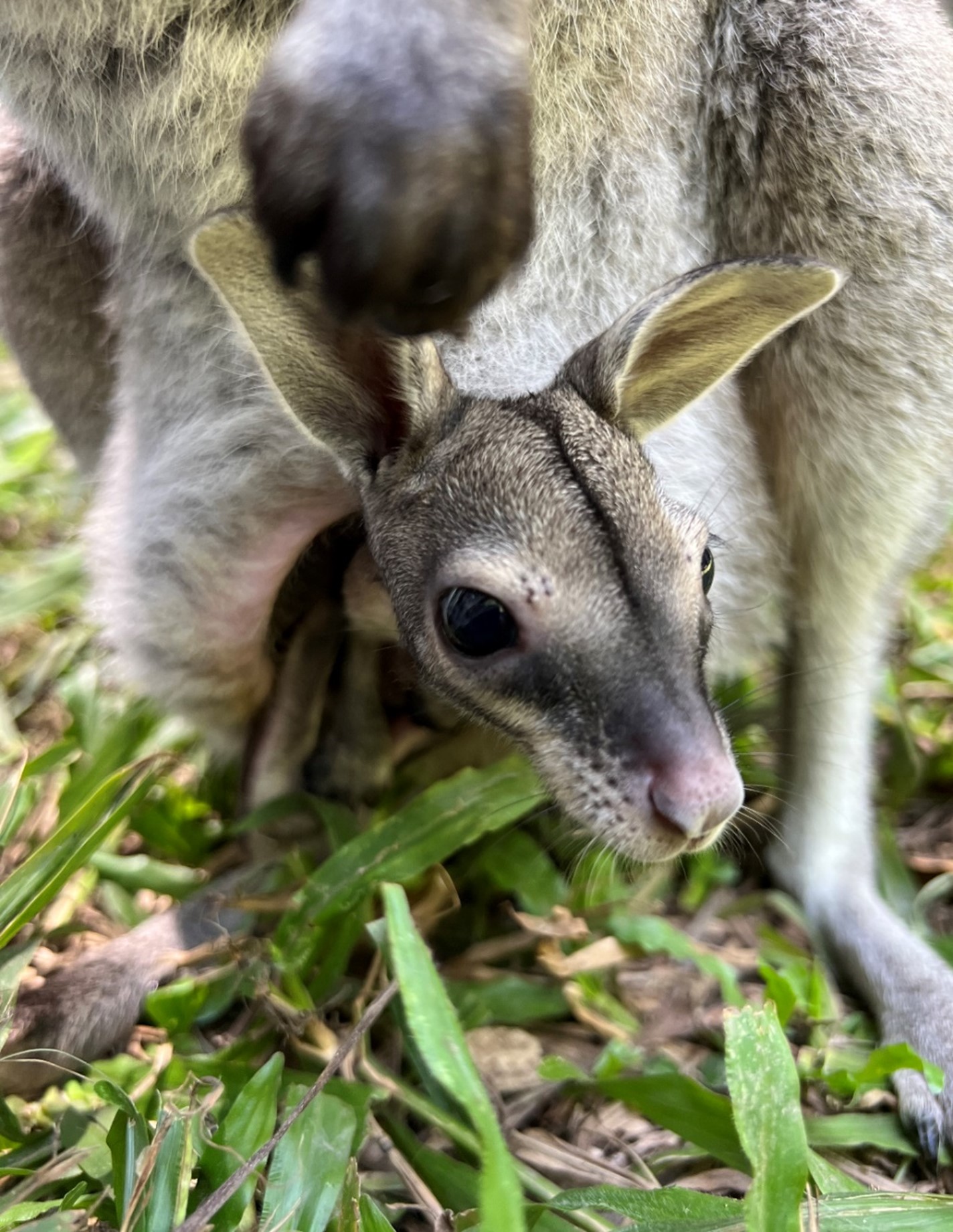 The three joeys started to emerge from their mothers' pouches last month.