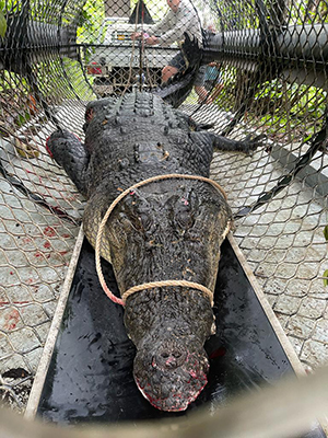 Image of iconic croc being removed from the Endeavour River using a baited trap.