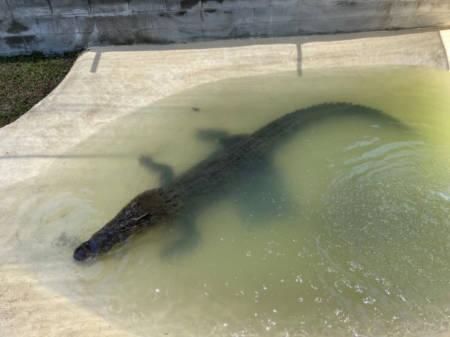 Image of a Mowbray River icon crocodile in a pond.