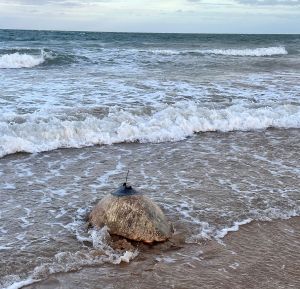 Loggerhead turtle entering the sea