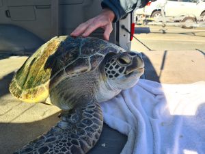 The juvenile green turtle was taken to Cabbage Tree Point for release.