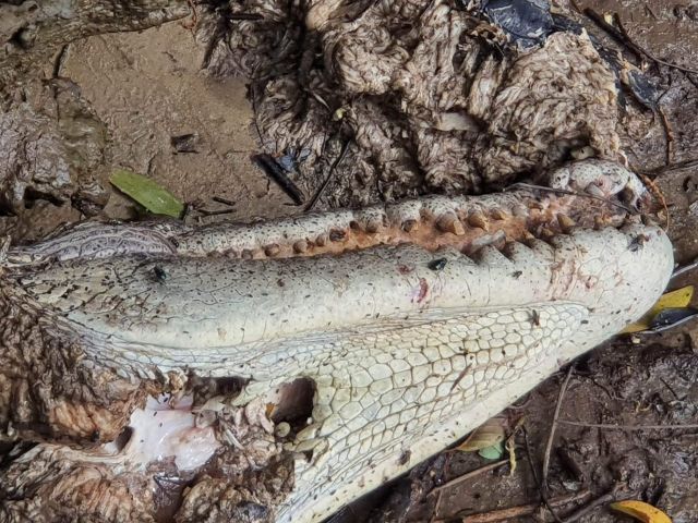Photo of the head of the deceased crocodile which was discovered on the banks of the Daintree River is being investigated by Department of Environment and Science (DES) fearing the animal was targeted and deliberately killed.