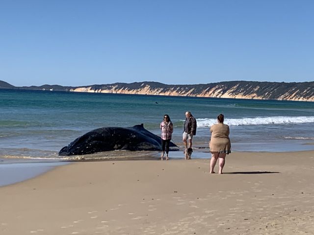 Photo of the whale stranded at Inskip Point near Rainbow Beach surrounded by members of the public.