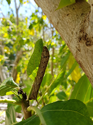 Photo of a native hawkmoth caterpillar