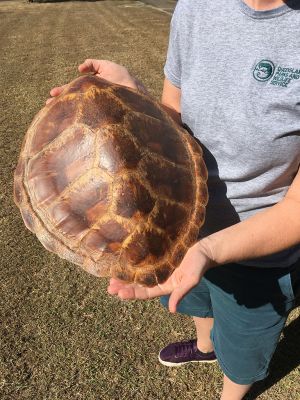 Image of surrendered turtle carapace