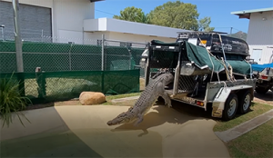 Image of a large male croc being transported to the DES holding facility in Townsville.