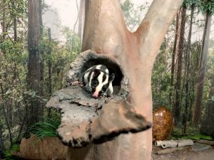 Photos of a new hollow which has been designed to meet Beetlejuice's (movement-impaired striped possum) needs.