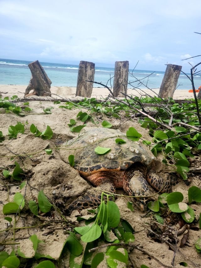 Photo of a Hawksbill Turtle nesting in the area previously blocked by marine debris.