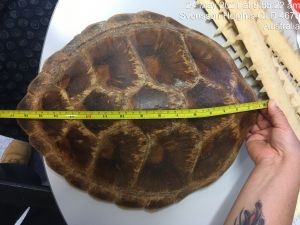 Image of turtle carapace being measured at 17 inches