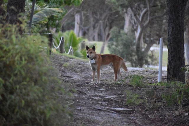 Photo of a Wongari (dingo) in the distance. Dingoes exhibit many different forms of dominance testing and people should read the dingo-safe information.