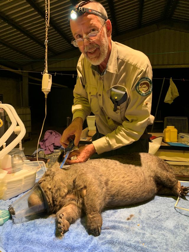 Photo of Alan Horsup measuring a wombat as part of his research program.
