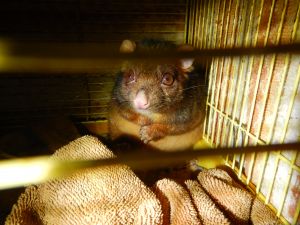 The animals, including possums, were allegedly kept in poor conditions.