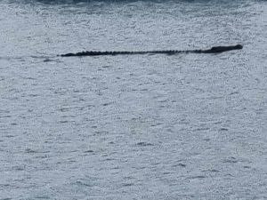 Wildlife officers are investigating multiple reports of a large crocodile near Airlie Beach.