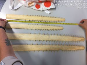 Image of four sawfish rostrums