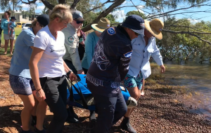 Photo of volunteers and QPWS carried the turtle to the Boonooroo shoreline