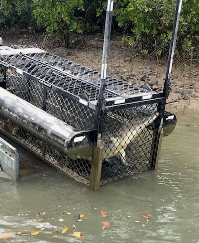 Photo of the the 3.2 metre male croc in a cage which was removed from Althaus Creek landing, Saunders Beach due to its bold behaviour, large size and proximity to three popular boat ramps.