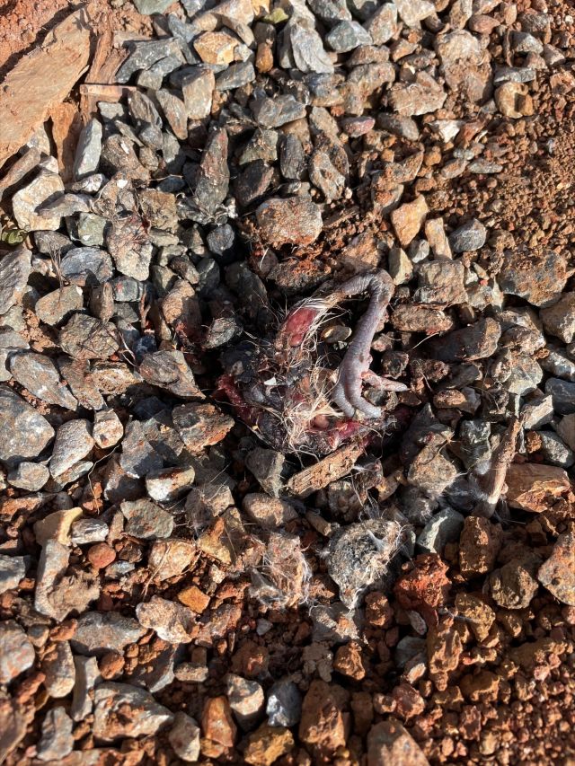 Photo of the remains of a plover chick which a man was fined $718 for killing three plover chicks.