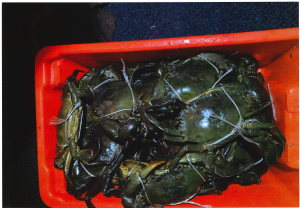 Photo of 24 live mud crabs on a boat that Rangers and Fisheries Officers caught fishing in a Green Zone.