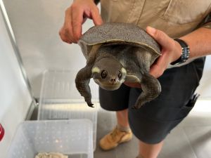 Wildlife officers described the turtle as the largest they had seen.