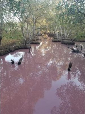 Photo of Boondall Wetlands pink water.