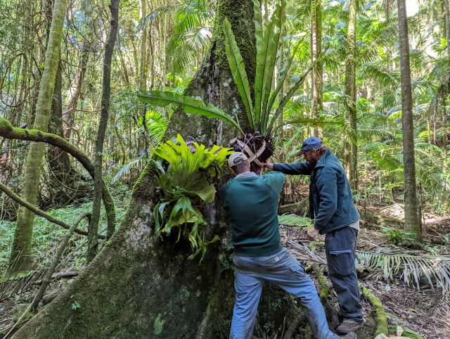 Photo of rangers using a staghorn fern and birds nest fern to cover the vandalism.