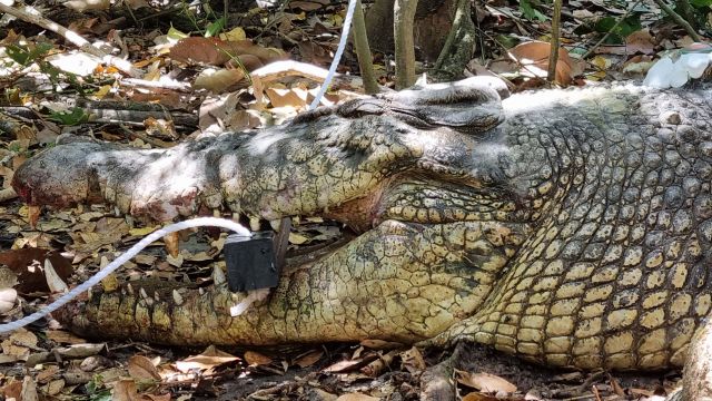 Photo of a crocodile with a tracking device.