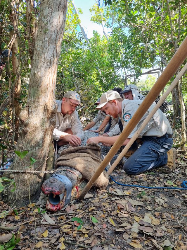Photo showing Rangers capturing a crocodile and attaching a tracking device.