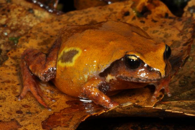 Photo of the Mount Ballow Mountain Frog, which is only found in the McPherson Ranges, west of the Gold Coast.