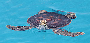 Image of turtle swimming.
