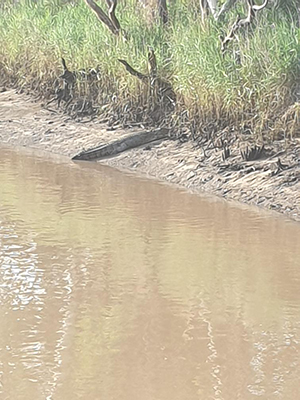 Image of a crocodile on the banks of the Fitzroy river.