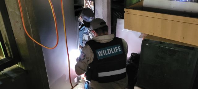 Photo of wildlife officers inspecting a home or businesses to check permits.