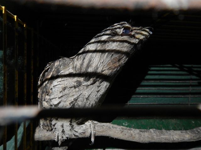 Photo of a native bird in a cage.