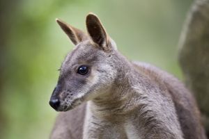Dryander National Park is one of the only known habitats of the endangered Proserpine rock wallaby