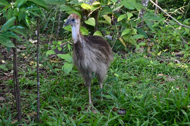 Image of a cassowary which is a step closer to being released back into the wild.