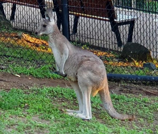 Photo of a kangaroo which has a new home at the Rockhampton Zoo.